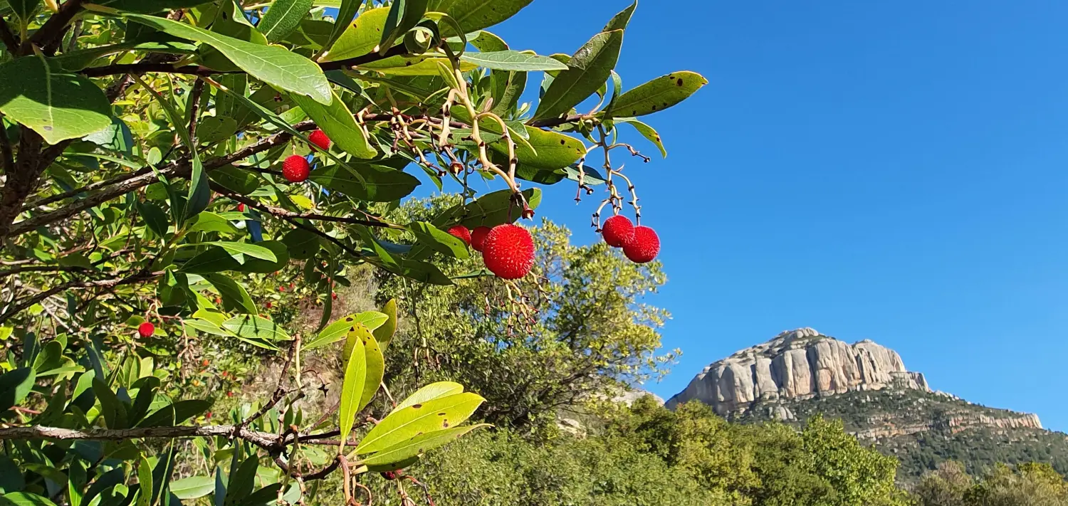 Apartments Cal Viola 